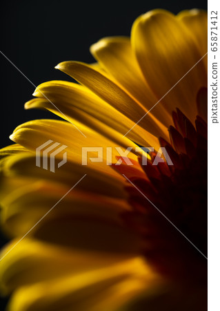 Gerbera flowers Gerbera flowers 65871412