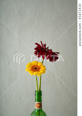 非洲菊鮮花 非洲菊鮮花 65871419