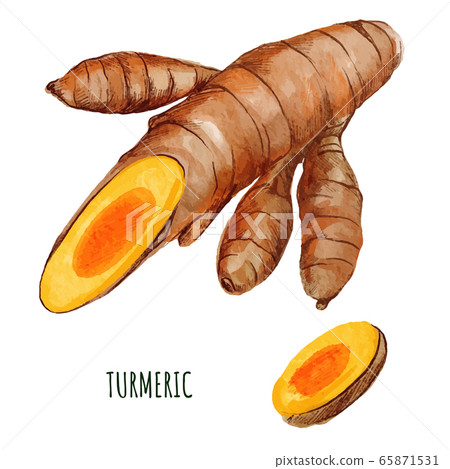 Turmeric root with small sliced piece. Hand drawn Turmeric root with small sliced piece. Hand drawn 65871531