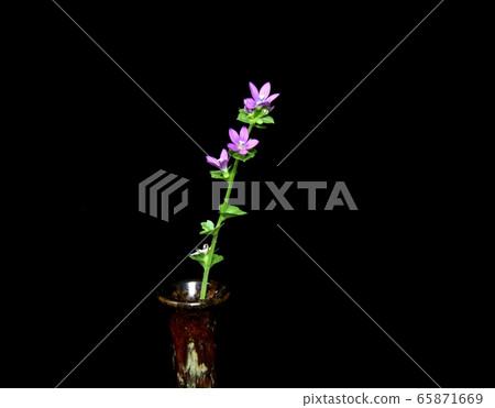 Flying snow 65871669