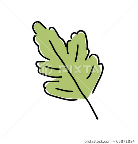 Chrysanthemum Leaves Stock Illustration