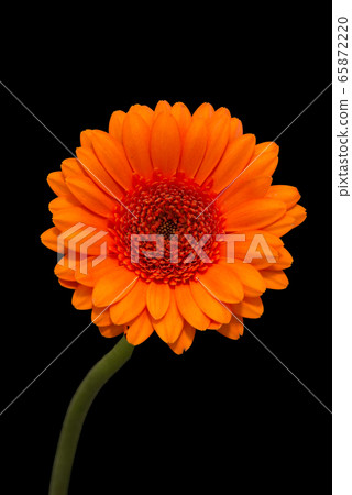 Head and stem of bright orange gerbera Head and stem of bright orange gerbera 65872220
