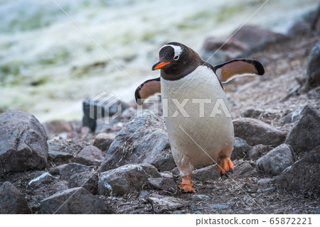 Gentoo penguin running through rocks using Gentoo penguin running through rocks using 65872221