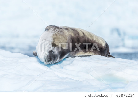 Crabeater seal lying asleep on ice floe Crabeater seal lying asleep on ice floe 65872234