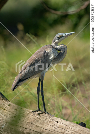 Black-headed heron stands on log in sunshine Black-headed heron stands on log in sunshine 65872657