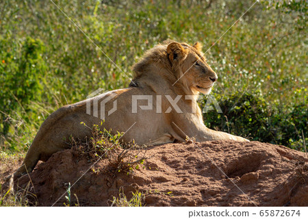 Backlit male lion lying on termite mound 65872674