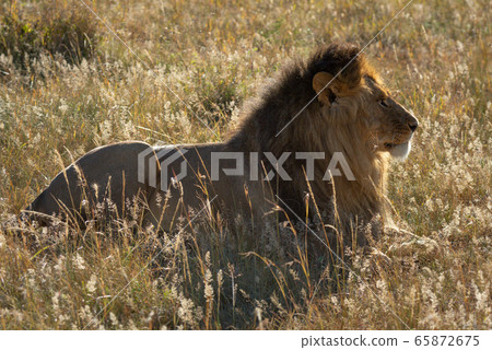 Backlit male lion lying in long grass Backlit male lion lying in long grass 65872675
