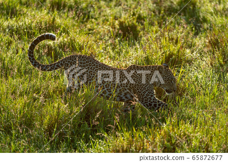 Backlit leopard crosses ditch in long grass Backlit leopard crosses ditch in long grass 65872677