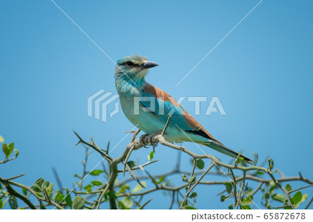 Backlit European roller in thornbush turns head Backlit European roller in thornbush turns head 65872678