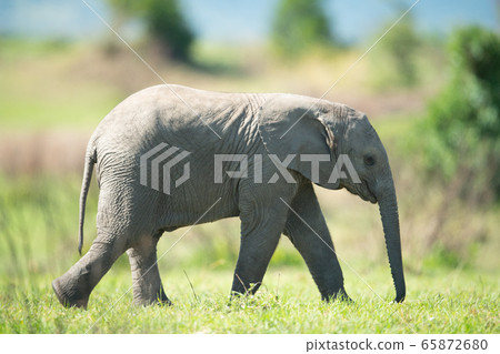 Baby elephant walks across grass in sun Baby elephant walks across grass in sun 65872680