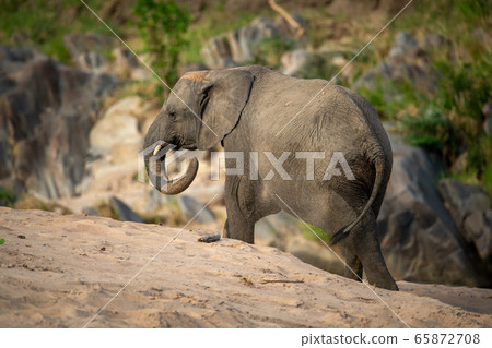 African elephant walks past rocks on sand African elephant walks past rocks on sand 65872708
