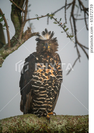 African crowned eagle on branch eyeing camera 65872739