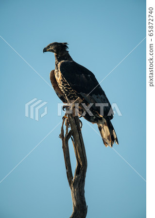 African crowned eagle atop dead tree stump 65872740