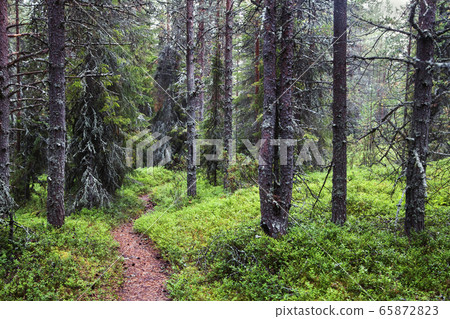 Misty forest on Kola peninsula 65872823