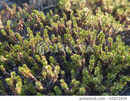 Crowberry plants, close-up Crowberry plants, close-up 65872834