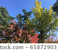 Fall landscape 65872903