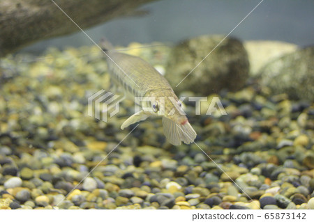 Spotted gar 65873142