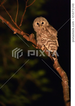 Young Ezo Owl I met at night (Hokkaido) Young Ezo Owl I met at night (Hokkaido) 65873148