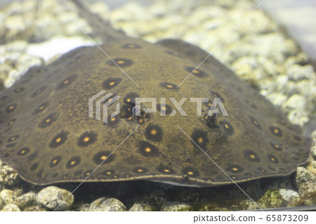 Freshwater Ray Motro Freshwater Ray Motro 65873209