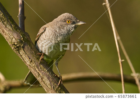 Bird - Barred Warbler ( Sylvia nisoria ) sitting Bird - Barred Warbler ( Sylvia nisoria ) sitting 65873661