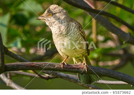Bird - Barred Warbler ( Sylvia nisoria ) sitting Bird - Barred Warbler ( Sylvia nisoria ) sitting 65873662