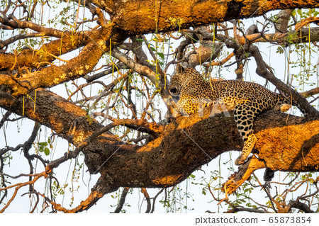 Wild leopard over tree branch with legs extended 65873854