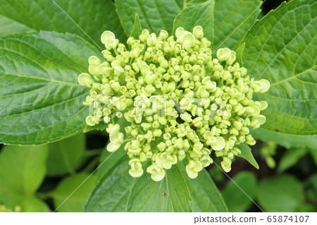 大田繡球花蕾 大田繡球花蕾 65874107