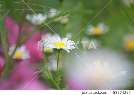 瑪格麗特花 瑪格麗特花 65874285