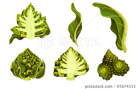 Romanesco Broccoli or Roman Cauliflower with Spiral Inflorescence Vector Set Romanesco Broccoli or Roman Cauliflower with Spiral Inflorescence Vector Set 65874315