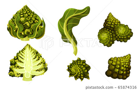 Romanesco Broccoli or Roman Cauliflower with Spiral Inflorescence Vector Set Romanesco Broccoli or Roman Cauliflower with Spiral Inflorescence Vector Set 65874316