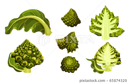 Romanesco Broccoli or Roman Cauliflower with Spiral Inflorescence Vector Set Romanesco Broccoli or Roman Cauliflower with Spiral Inflorescence Vector Set 65874320