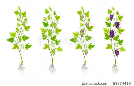 Green Grapevine Growing with Sprout and Young Plant with Roots for Planting Vector Set 65874419