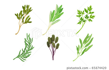 Kitchen Herbs and Condiment with Parsley and Tarragon Vector Set 65874420