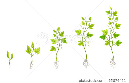 Green Grapevine Growing with Sprout and Young Plant with Roots for Planting Vector Set Green Grapevine Growing with Sprout and Young Plant with Roots for Planting Vector Set 65874431