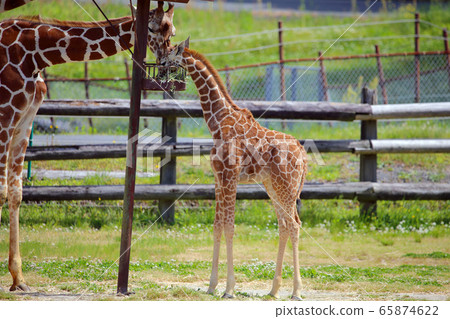 Reticulated giraffe 65874622