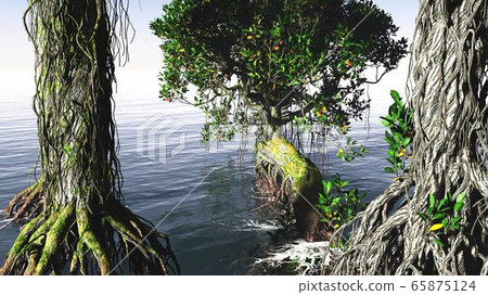 Red mangroves on Florida coast 65875124