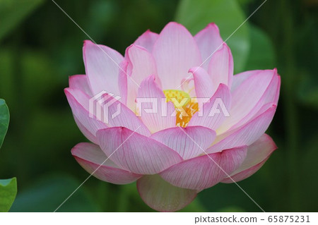 Lotus flowers in full bloom Lotus flowers in full bloom 65875231