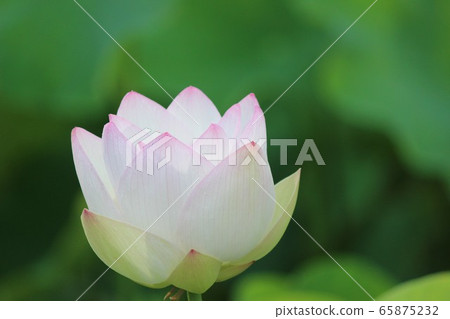Open lotus flower 65875232