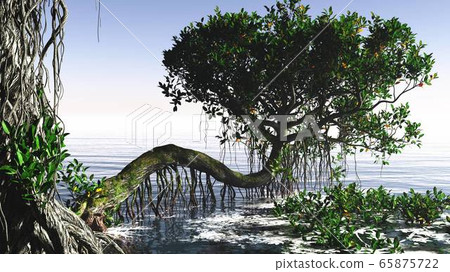 Red mangroves on Florida coast 65875722