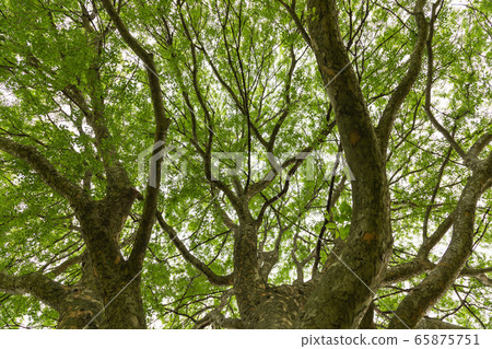 Big tree  65875751