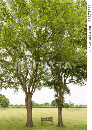 A park with a bench 65875753