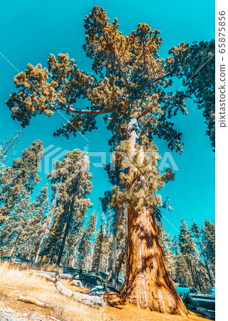 Forest of ancient sequoias in Yosemeti National Forest of ancient sequoias in Yosemeti National 65875856