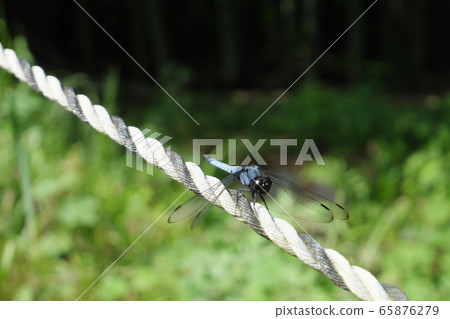 Light blue dragonfly flying around the pond Light blue dragonfly flying around the pond 65876279