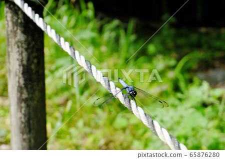Lion dragonfly resting its wings on a rope Lion dragonfly resting its wings on a rope 65876280