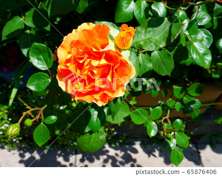 Yellow orange rose in full bloom. Rose hybrid with large flowers and double petals 65876406