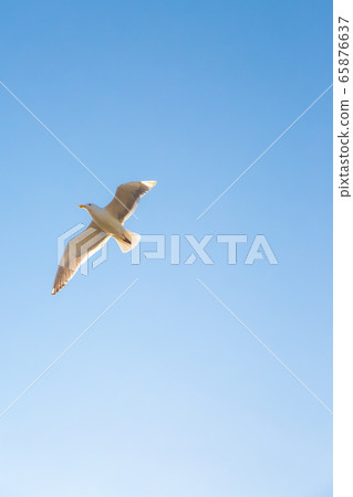 Seagull Seagull 65876637