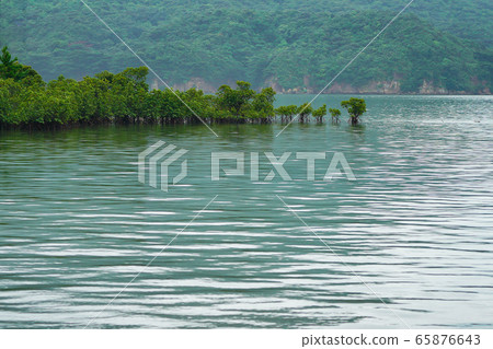 mangrove mangrove 65876643
