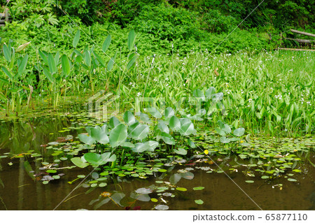Water leaf on the overgrown pond 65877110
