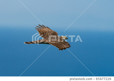 High hawk High hawk 65877226