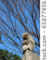 日本獼猴（上野動物園） 65877856